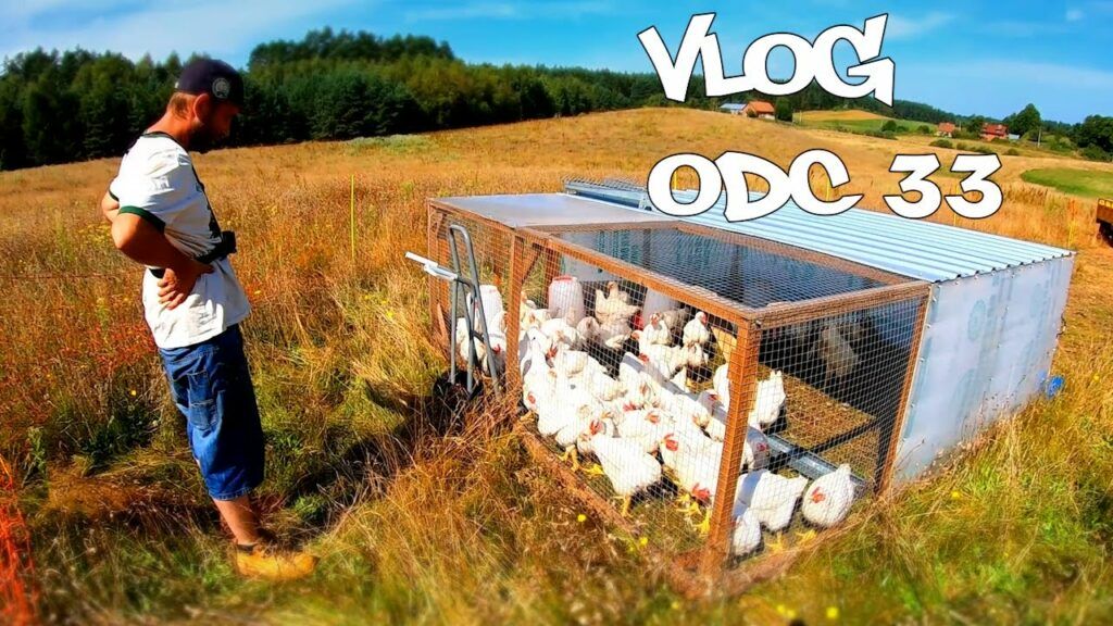 Ostoja Vlog episode 33 - Regenerative grazing, chicken tractor and Lubuskie Angusowo in Ostoja Natury.
